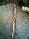 giraffe stick