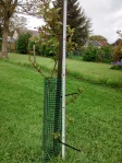 My strapping sapling measures 108cm